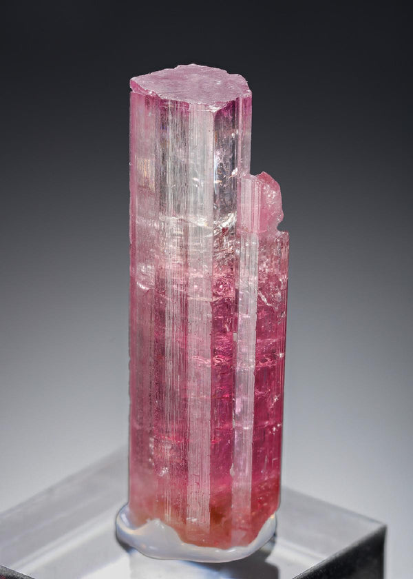 CC21321 specimen image