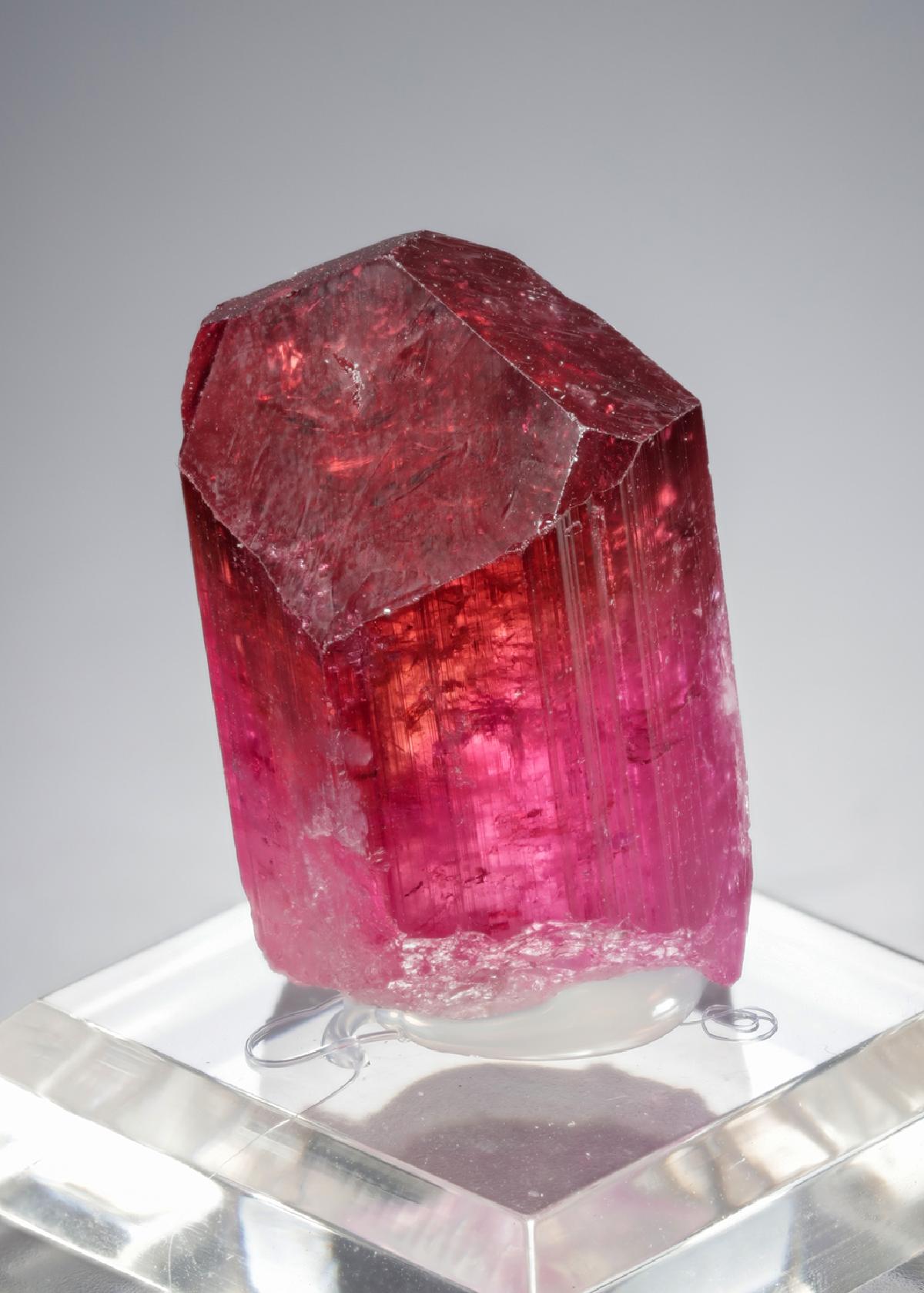 CC21336 specimen image
