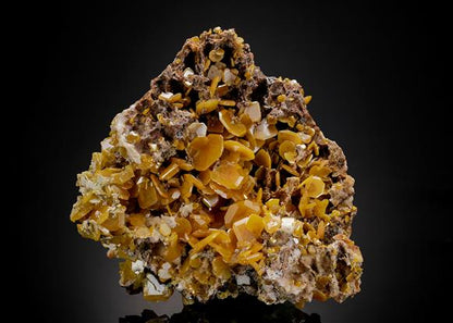 CC21351 specimen image