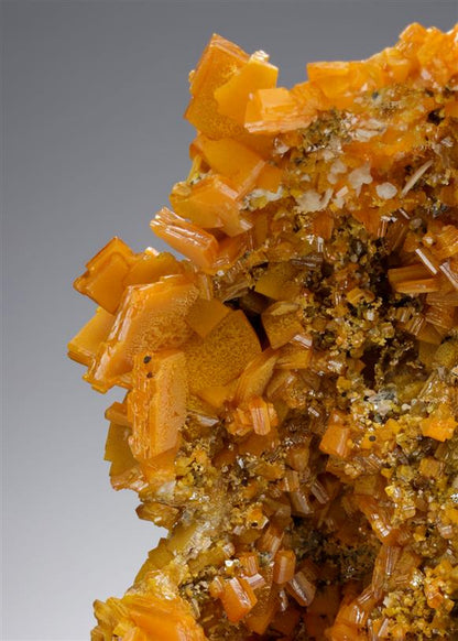 CC21441 specimen image