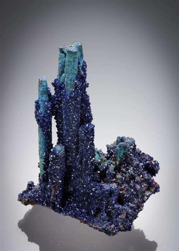 CC21442 specimen image