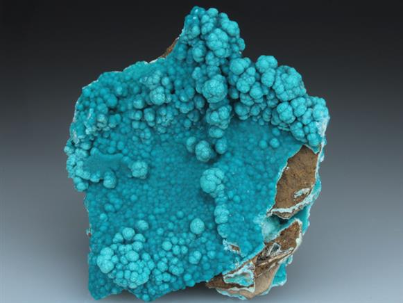 CC2146 specimen image