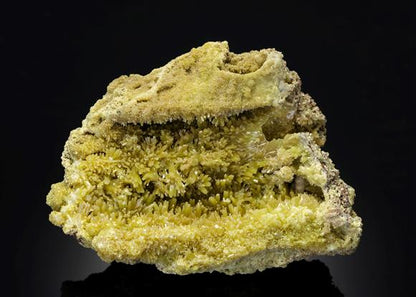 CC21479 specimen image