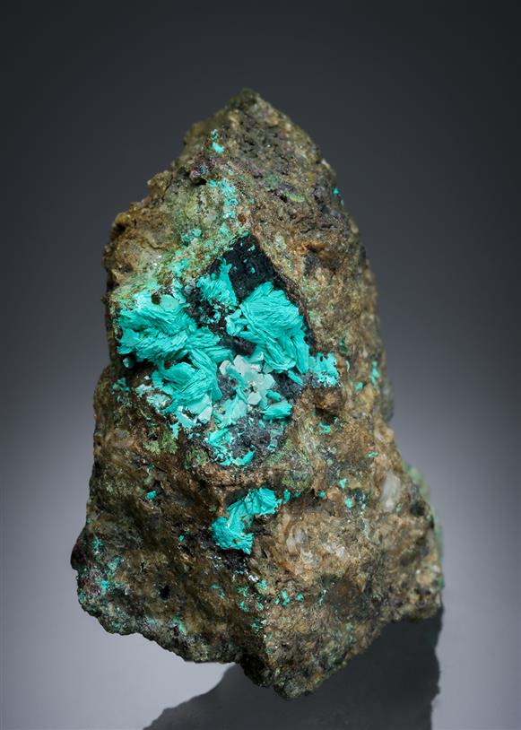 CC21483 specimen image