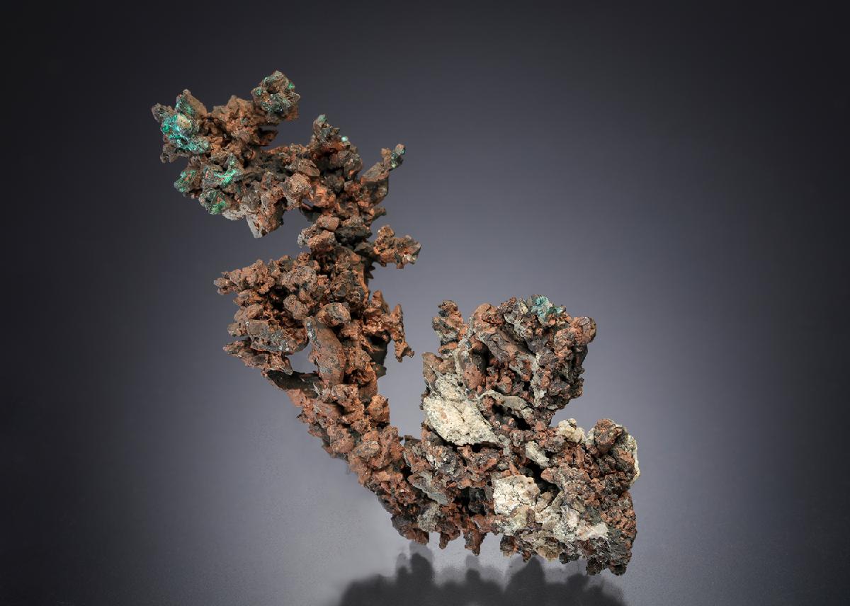 CC21485 specimen image