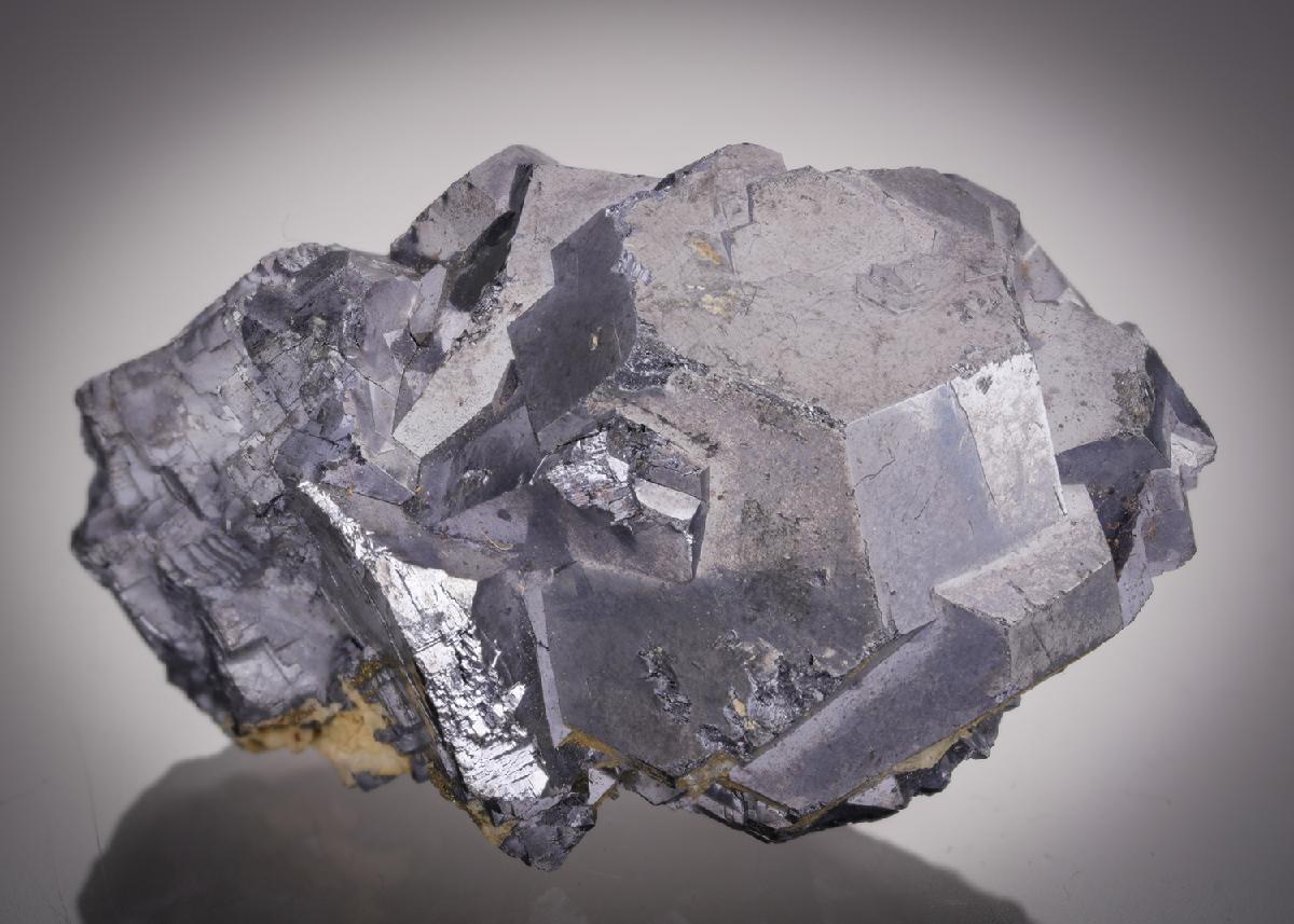 CC21505 specimen image