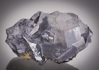CC21505 specimen image