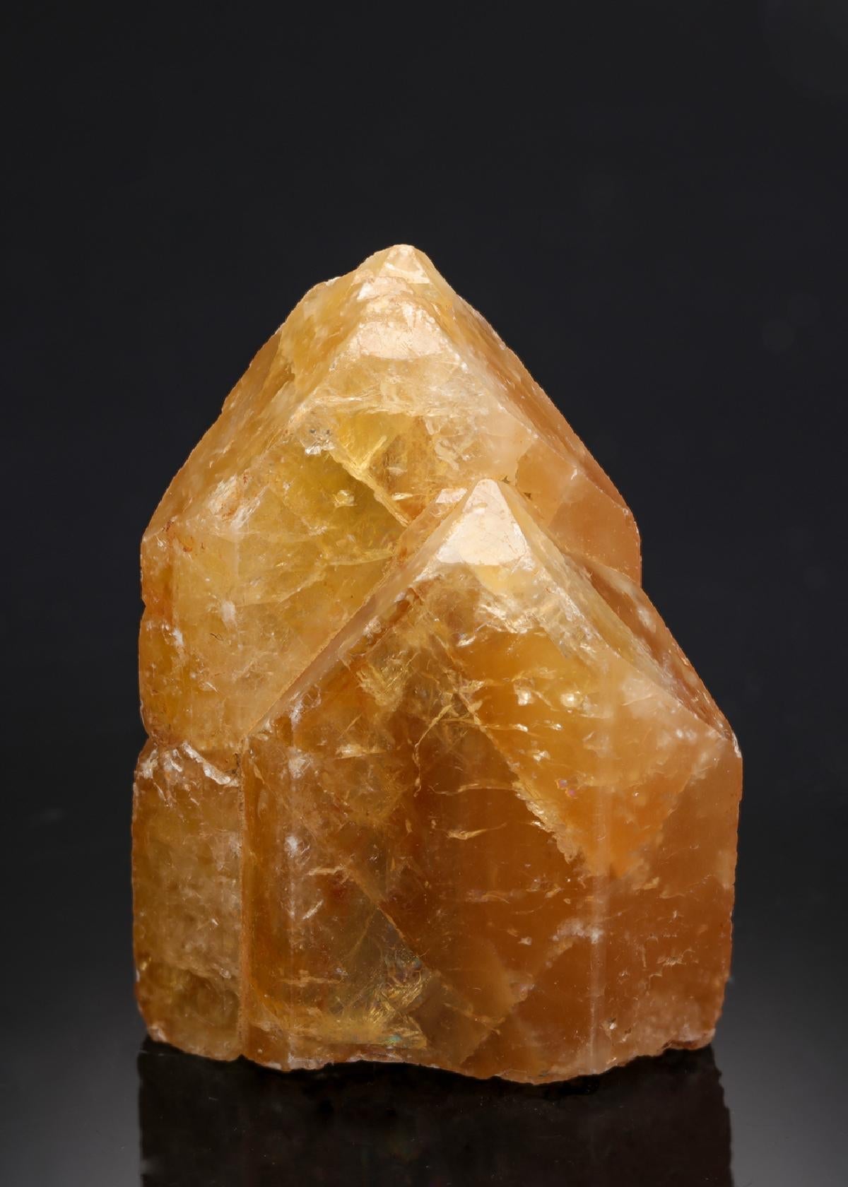 CC21508 specimen image