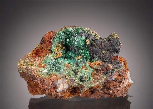 CC21509 specimen image