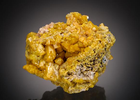 CC21511 specimen image