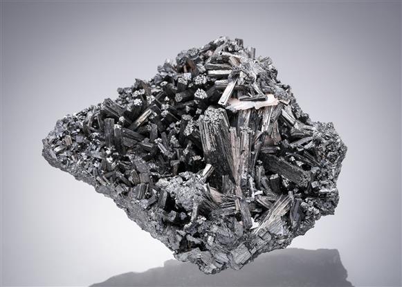 CC21516 specimen image