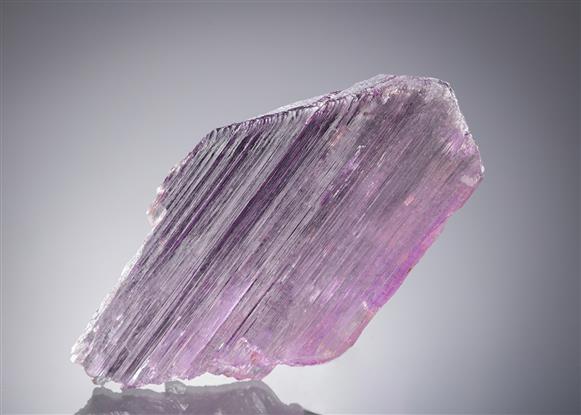 CC21521 specimen image