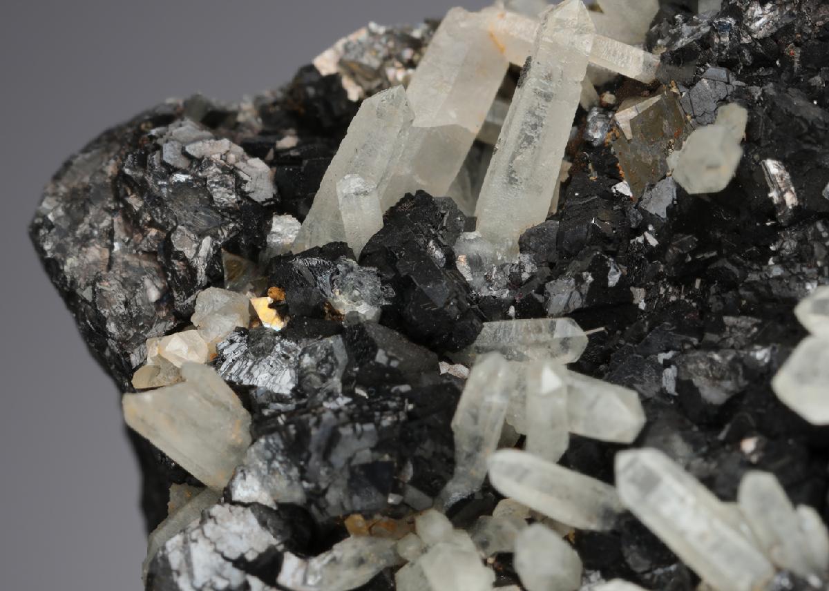 CC21557 specimen image