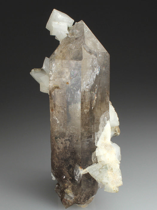 CC2155 specimen image