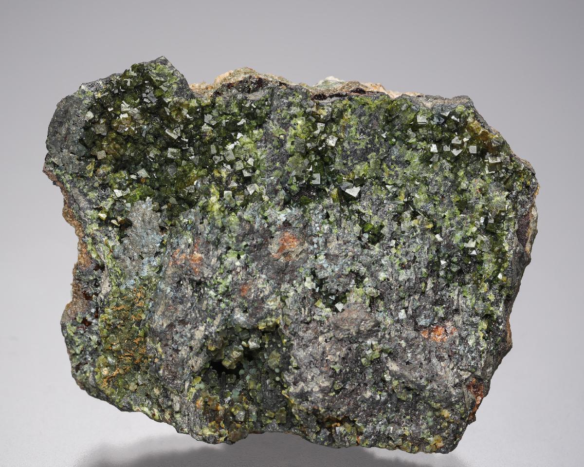 CC21593 specimen image