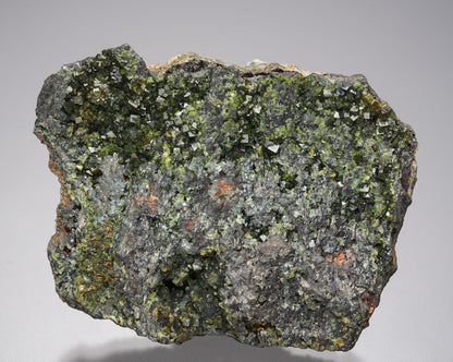 CC21593 specimen image