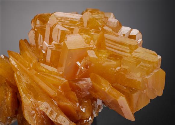 CC21614 specimen image