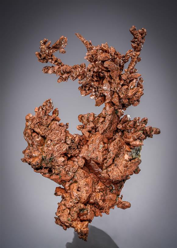 CC21634 specimen image