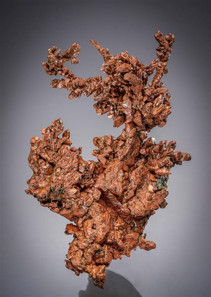 CC21634 specimen image