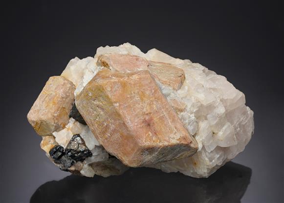 CC21644 specimen image