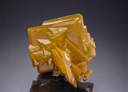CC21646 specimen image