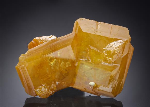 CC21648 specimen image