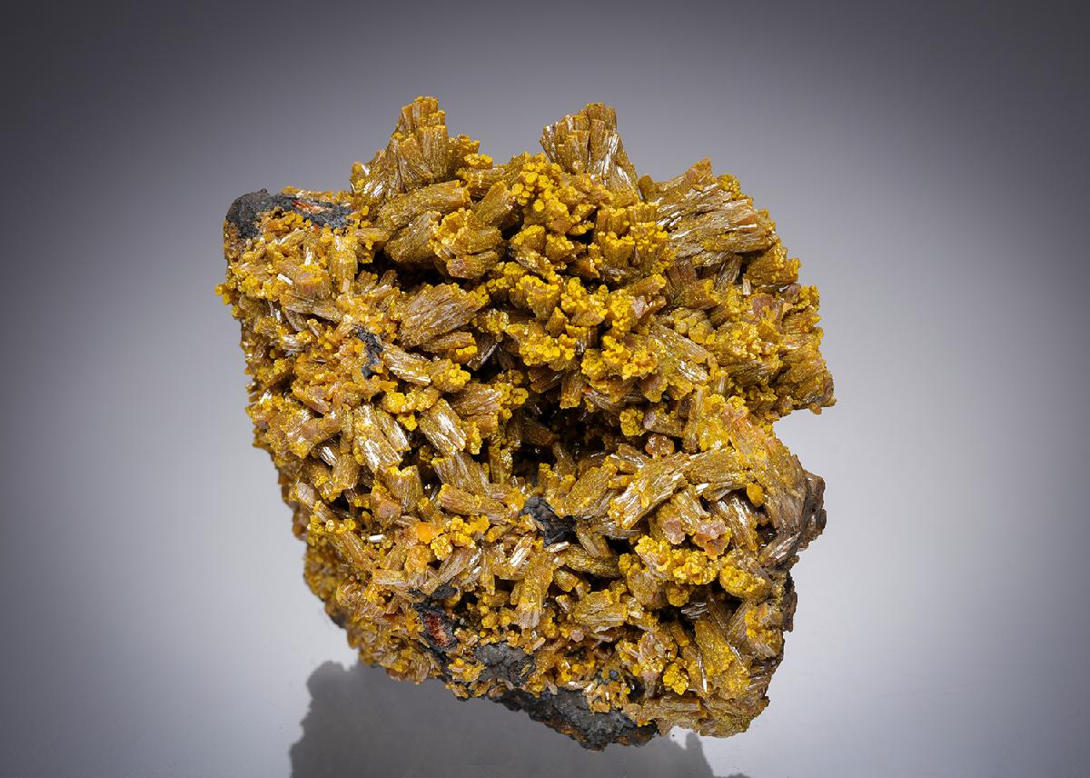CC21652 specimen image