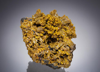 CC21652 specimen image