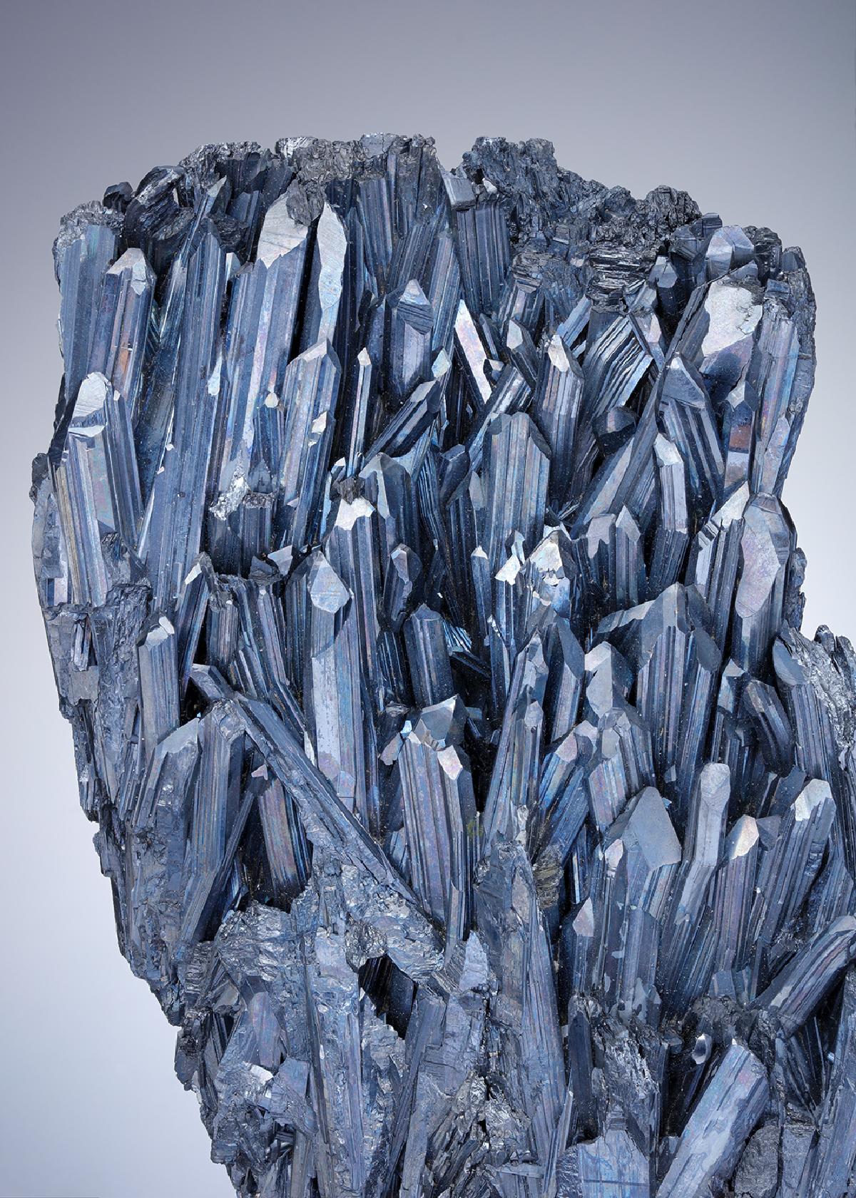 CC21662 specimen image