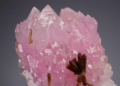 CC21680 specimen image