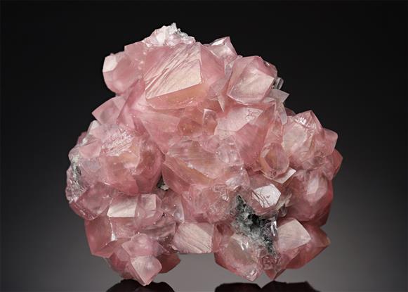 CC21681 specimen image