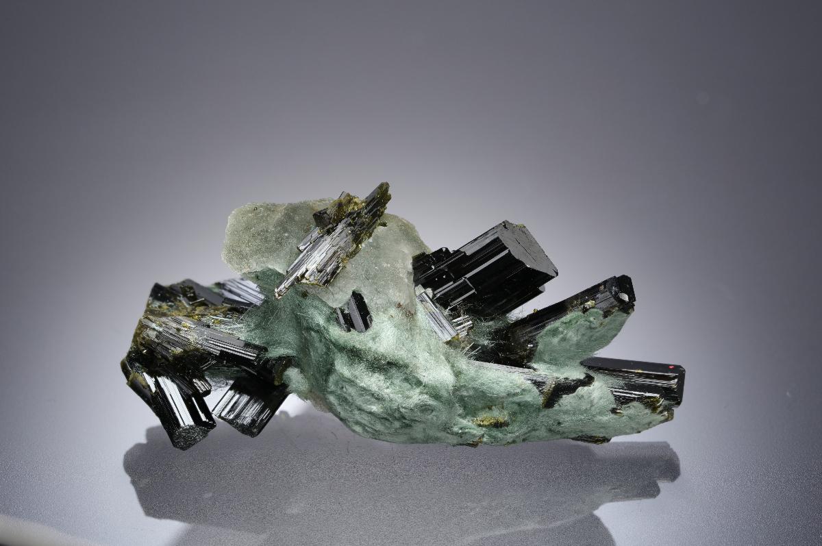 CC21683 specimen image