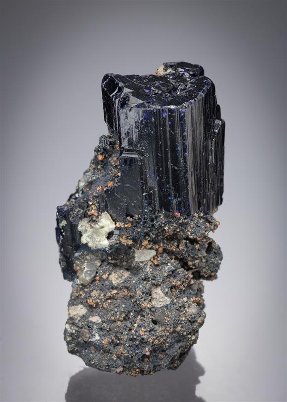 CC21693 specimen image