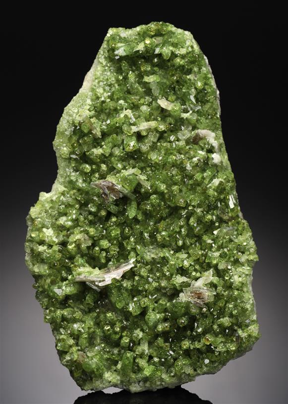 CC21803 specimen image