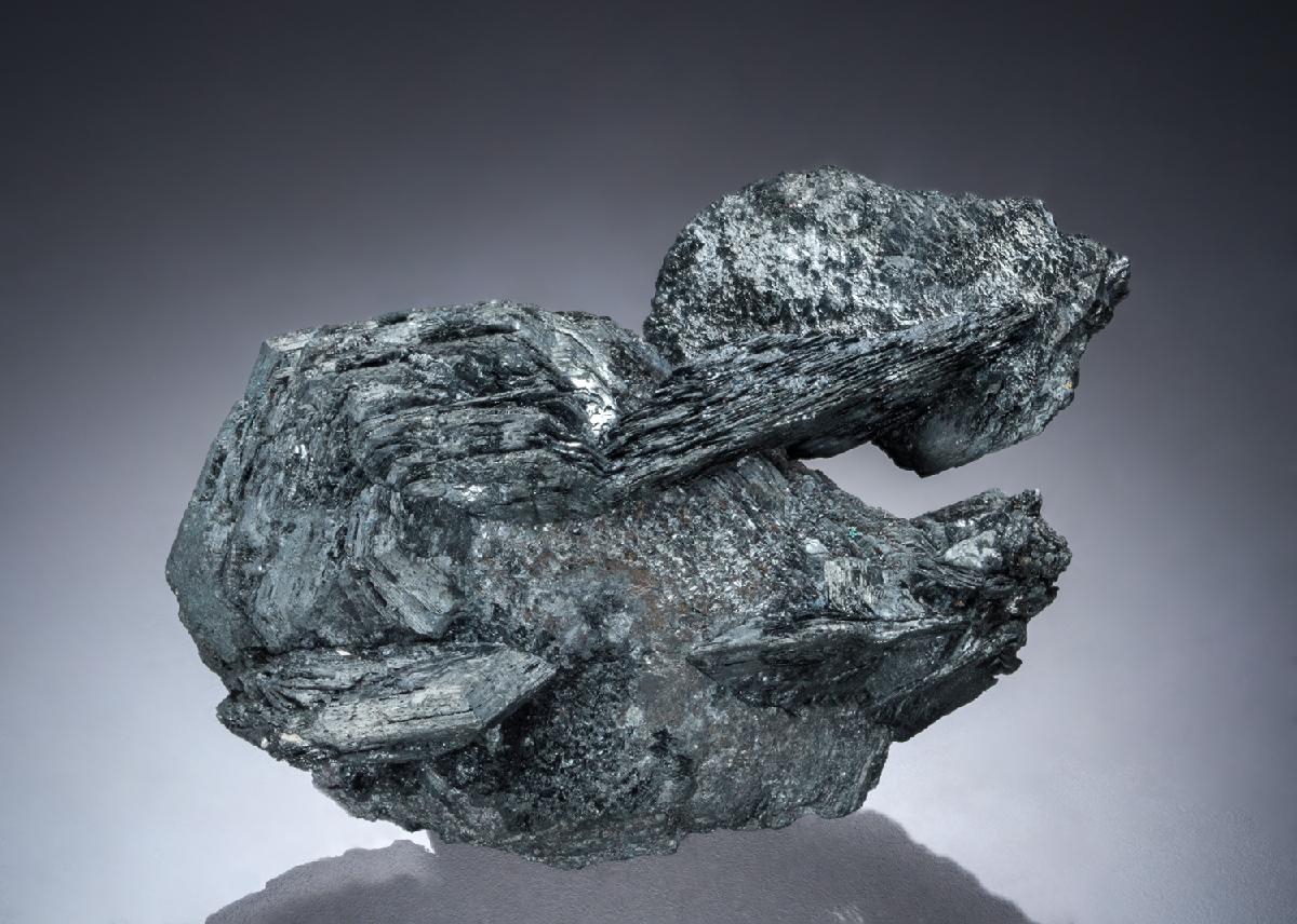 CC21813 specimen image