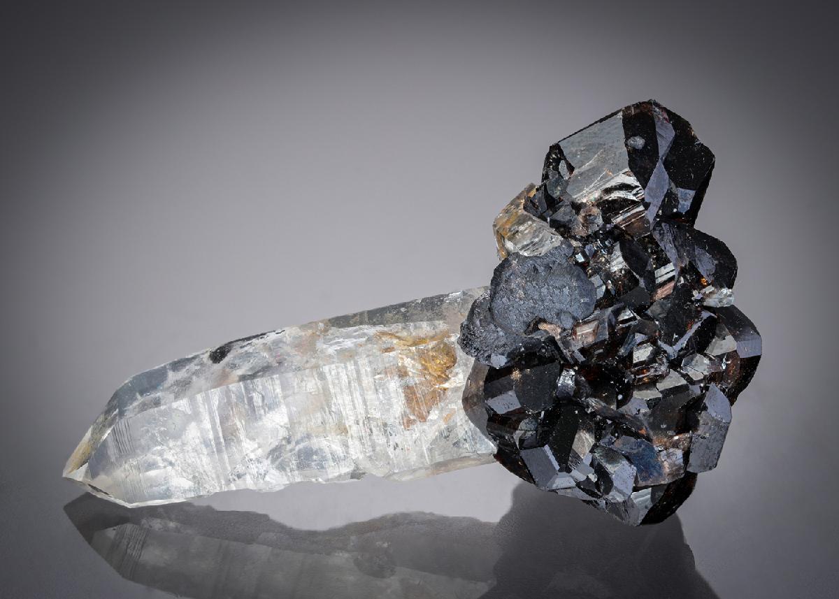 CC21849 specimen image