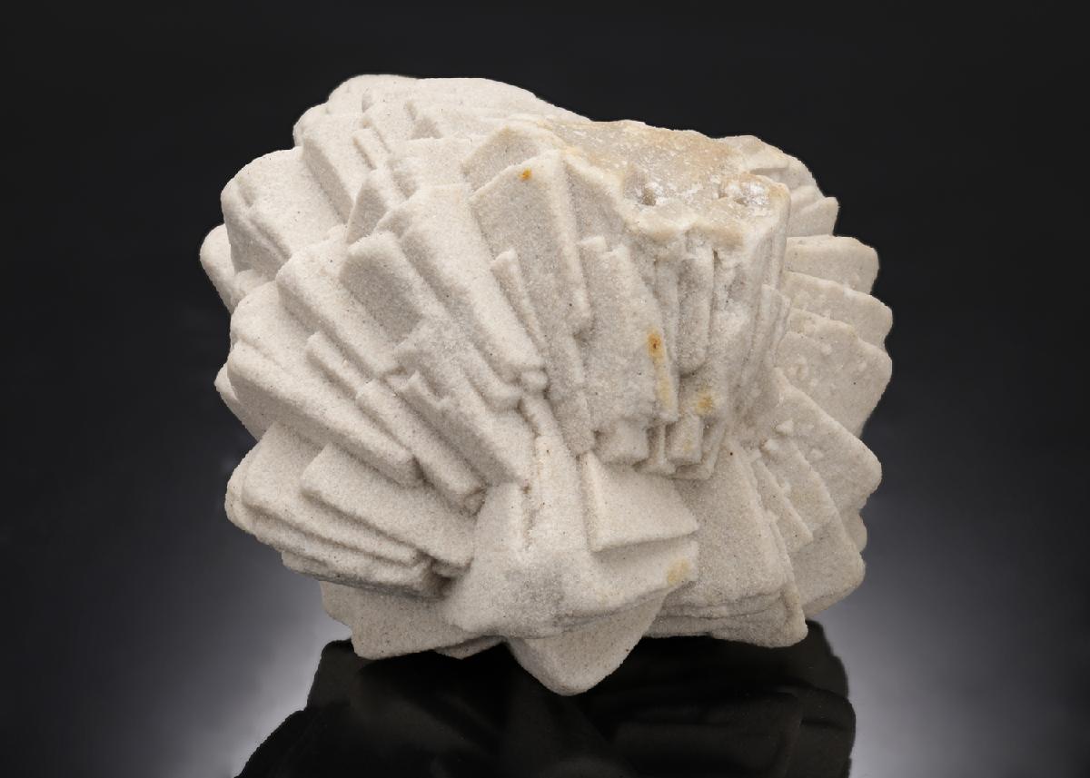 CC21884 specimen image