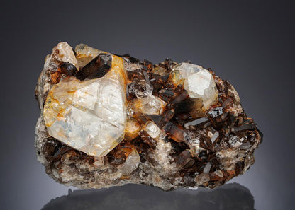 CC21887 specimen image