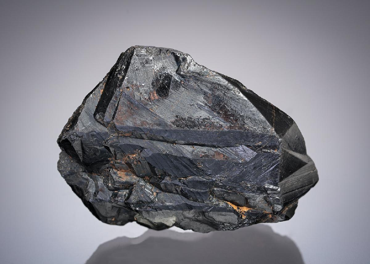 CC21911 specimen image