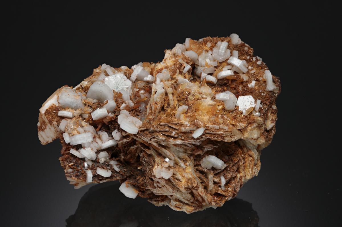 CC21919 specimen image