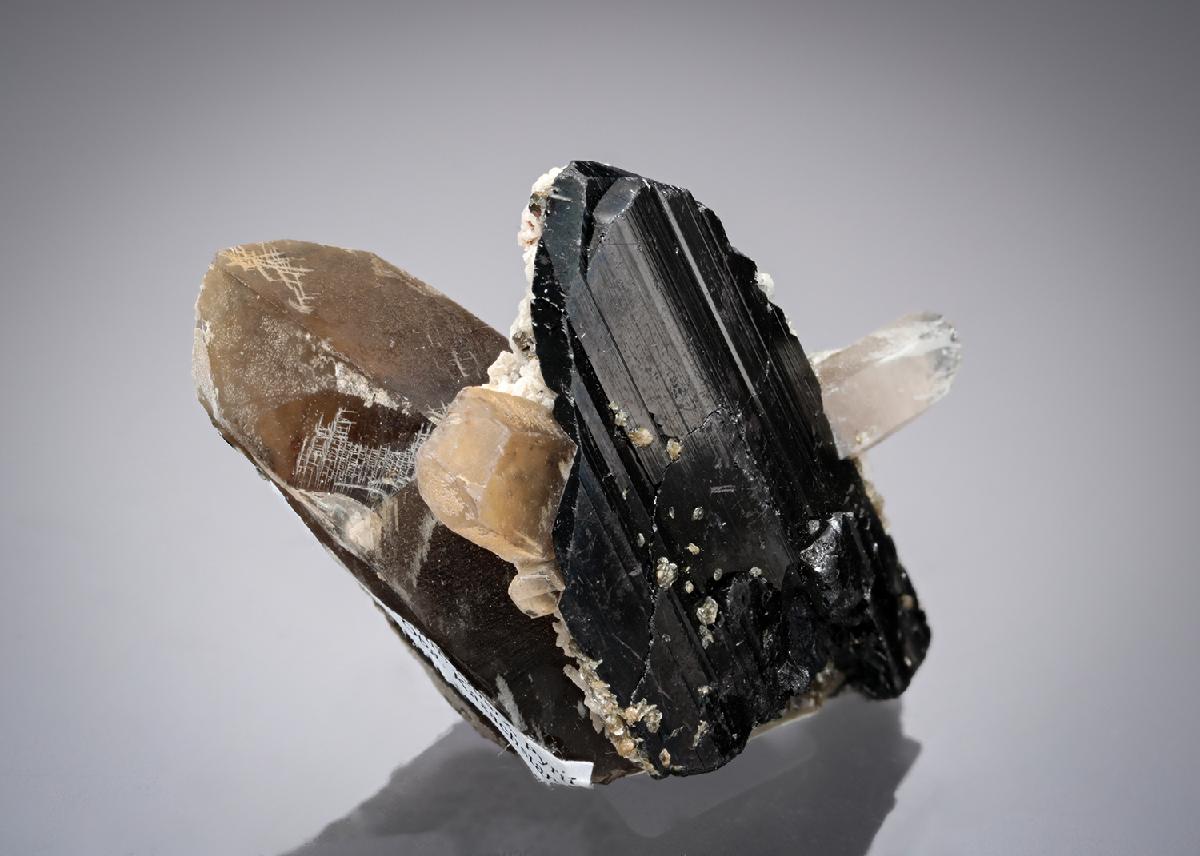CC21925 specimen image