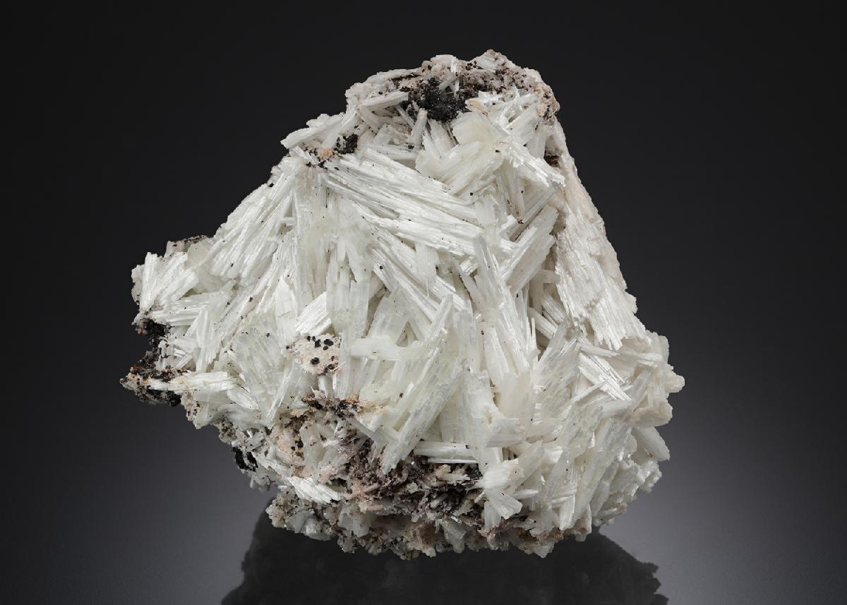 CC21931 specimen image