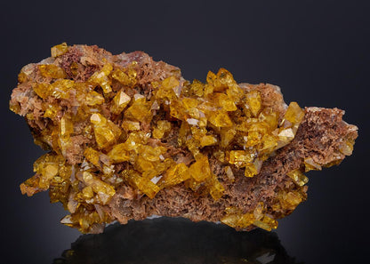 CC21938 specimen image
