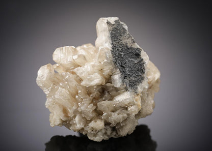 CC21963 specimen image