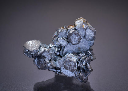 CC2219 specimen image