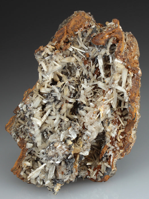 CC2284 specimen image
