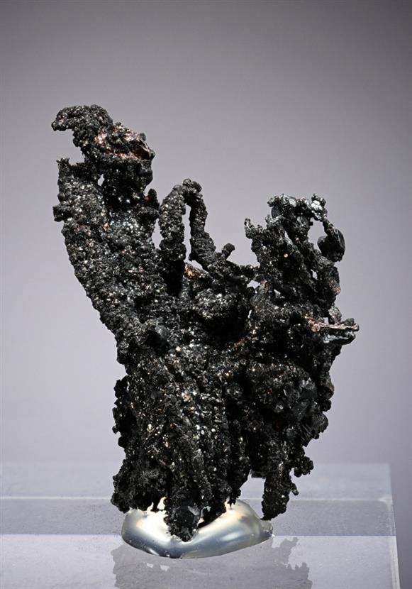 CC2290 specimen image