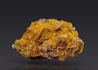 CC23268 specimen image