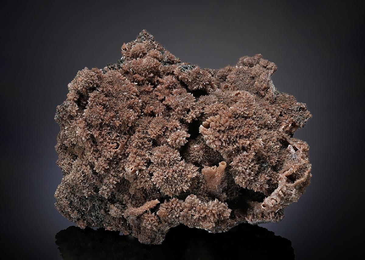 CC23317 specimen image
