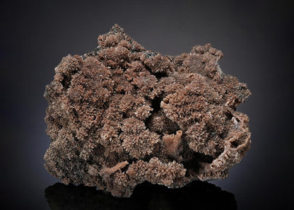 CC23317 specimen image